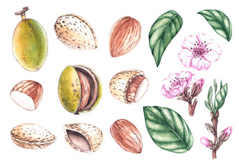 Watercolor set of almond nuts with flowers, fruits, leaves