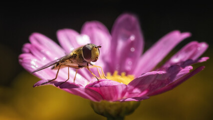 Hoverfly - eye to eye