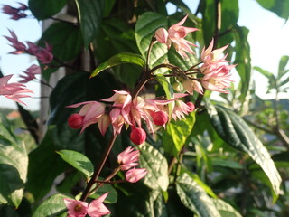 Clerodendrum thomsoniae is a species of flowering plant in the genus Clerodendrum of the family Lamiaceae. It is an evergreen liana growing to 4 m tall, with ovate to oblong leaves 8–17 cm long.