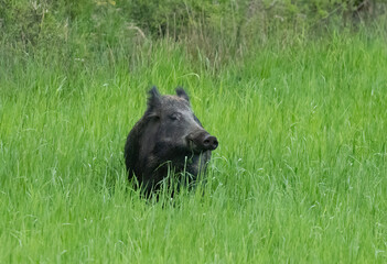 Obraz na płótnie Canvas Wild boar