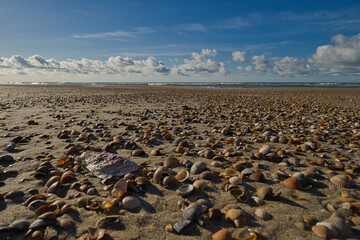 Schalen von unterschiedlichen Muscheln im Sand