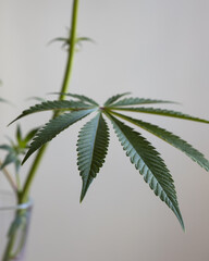 Cannabis leaves close up macro. Green marijuana leaves with a white background.