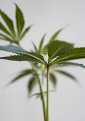 Cannabis leaves close up macro. Green marijuana leaves with a white background.