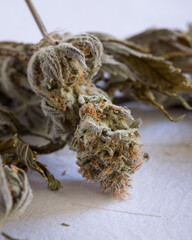 Dried and untrimmed cannabis flowers and buds. Marijuana plant with curled leaves against a neutral light background.