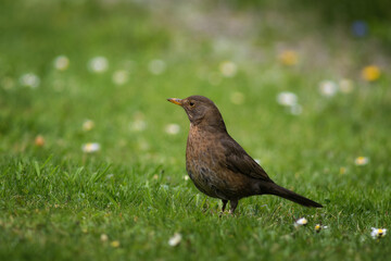 Blackbird, female