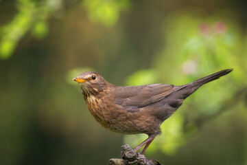 blackbird, female