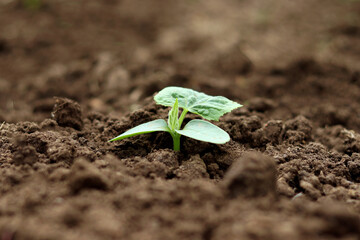 Cucumber sprout on the background of black soil close-up. Soil with a young plant. The concept of nature conservation and agriculture. selective focus