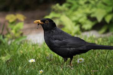 blackbird, male