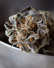Dried and untrimmed cannabis flowers and buds. Marijuana plant with curled leaves against a neutral light background.
