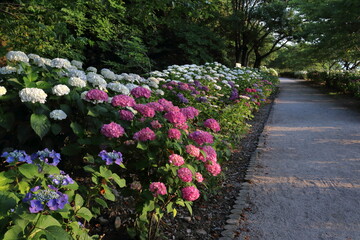 色とりどりのアジサイ　夕暮れ時　（高知県　香南市　のいちあじさい街道）
