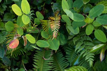 Overgrown summer plants, close-up
