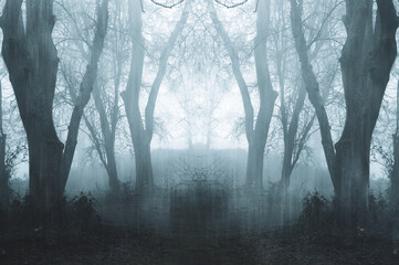 A spooky mirror image of a forest on a foggy winters day. With a texture edit.