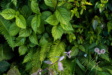 Overgrown nettles, ferns and a young tree 3