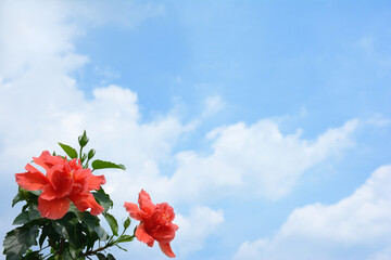 ハイビスカスの花　青空