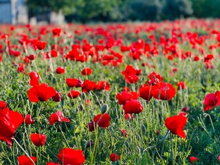 Fototapeta premium field of poppies