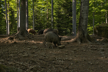 Wildschweine im Wald mit zwei jungen Wildschweinen