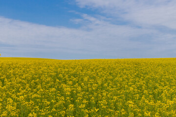 Obraz premium Blooming canola field. Rape on the field in summer. Bright Yellow rapeseed oil. Flowering rapeseed. with blue sky and clouds