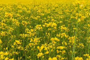 Detail of flowering rapeseed field. Rapeseed field. Agriculture, biotechnology, fuel, food industry, alternative energy, environmental conservation.