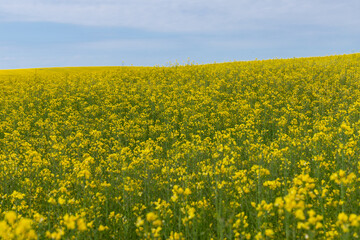 Obraz premium Blooming canola field. Rape on the field in summer. Bright Yellow rapeseed oil. Flowering rapeseed. with blue sky and clouds