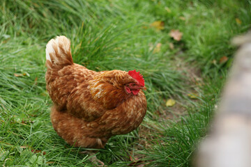 Brown hen roaming freely in grass. Free gazing chicken looking for food. Reddish brown and red color of chicken feathers. Close-up. Blurred foreground and background
