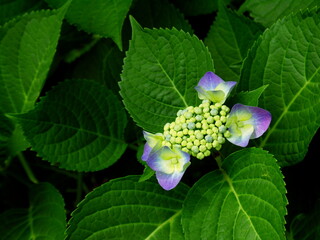 木漏れ日の中に咲く一輪の紫の額紫陽花