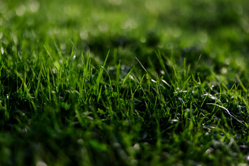 View of young green grass in a park, taken close-up with a beautiful blurring of the background. Screensaver photo