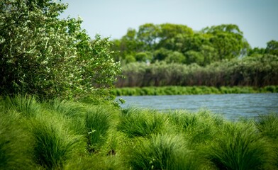lake in the forest