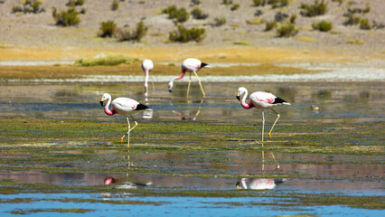 Flamingos on the Negro Lagoon in Uyuni sur Lipes Potos, Bolivia, South America.