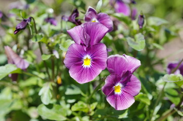 Fototapeta premium Purple ampel Viola blooms on a flower bed in the garden