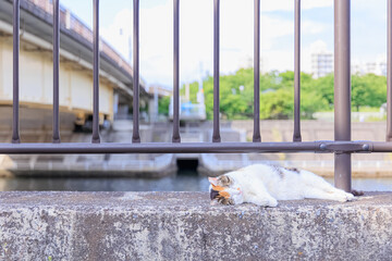 川沿いで気持ちよさそうに寝る野良猫