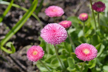 Obraz premium Pink pompom daisies (Lat. Bellis perennis) in the garden close-up