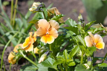 Blooming Viola in the garden close-up