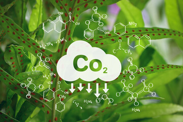 Green leaf in Tropical forest, Reduce CO2 emission concept. Clean and friendly environment in...