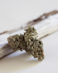 Dried and trimmed cannabis buds. Green marijuana buds with light natural background