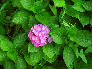 一輪の咲き始めた赤紫の額紫陽花と若葉