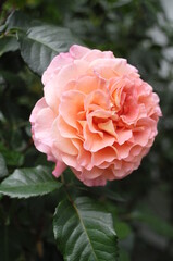 Fototapeta premium Rose im Garten