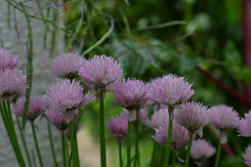 Flowering chives in the garden as a close up