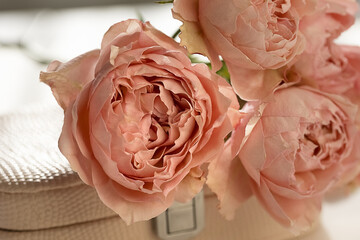 Beautiful delicate pied roses lie on a pink box with sunbeams and highlights. Beautiful floral...
