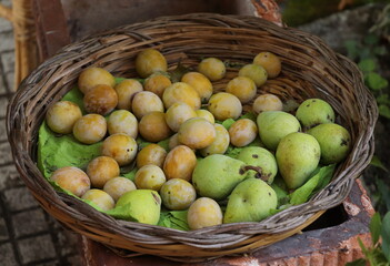 Green Pears and Yellow Plums in a Rush Basket in Italy