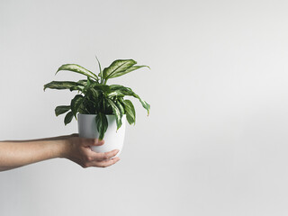 Hands holding dieffenbachia or dumb cane young plant in a white flower pot, home gardening and...