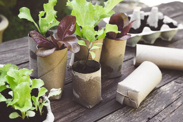Salade seedlings in cardboard toilet roll inner tubes, sustainable home gardening concept