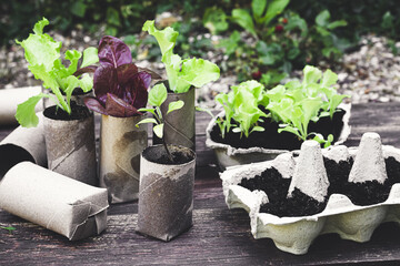 Seedlings in biodegradable pots made of toilet roll inner tubes and reused egg boxes, environmentally friendly living, zero waste concept