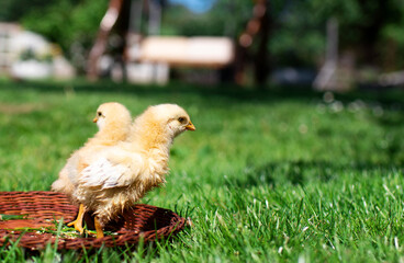 Young chicken with blonde feathers in a brown basket on a background of blurred green grass