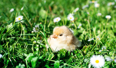 Little chicken with light feathers on a background of blurred green grass and white flowers