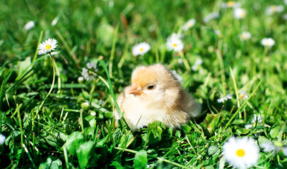 Little chicken with light feathers on a background of blurred green grass and white flowers
