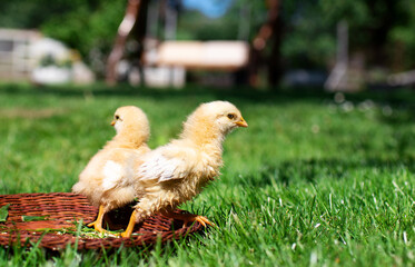 Young chicken with blonde feathers in a brown basket on a background of blurred green grass