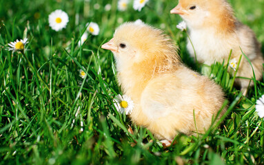 Young two chickens with light feathers on a background of blurred green grass and white flowers