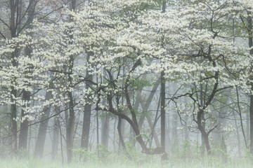 Foggy spring landscape of dogwood tree in bloom, Barry State Game Area, Michigan, USA