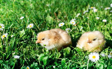 Young two chickens with light feathers on a background of blurred green grass and white flowers