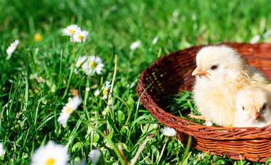 Young chicken with blonde feathers in a brown basket on a background of blurred green grass
